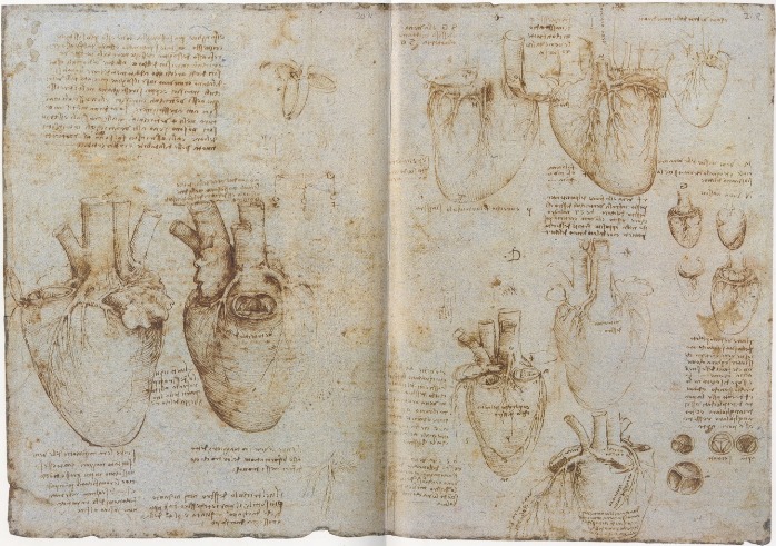 Leonardo da Vinci, estudio del corazón.