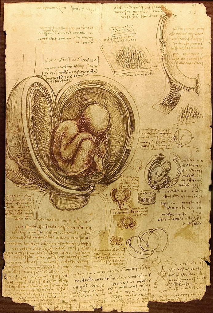 Leonardo da Vinci, estudio del feto.